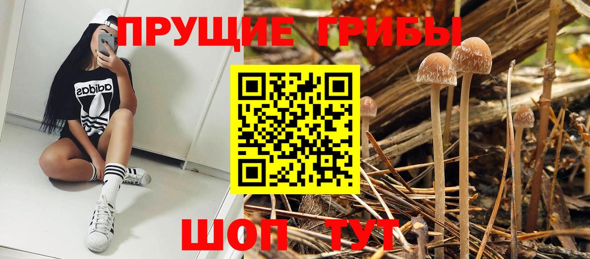 Псилоцибиновые грибы Cubensis Сыктывкар